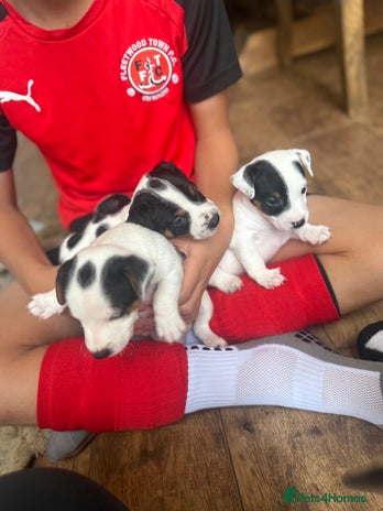 Jack Russell dogs - Advert 1