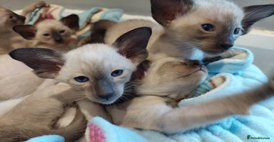 Siamese cats - Advert 7
