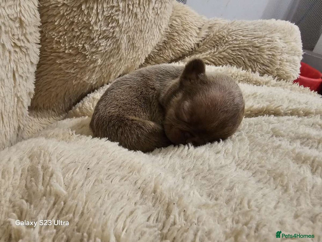 French Bulldog dogs for sale: French bulldog puppys for sale  - Advert 29