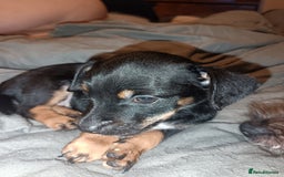 Mixed Breed dogs for sale: 4 gorgeous puppies 3 males 1 female  - Image 2