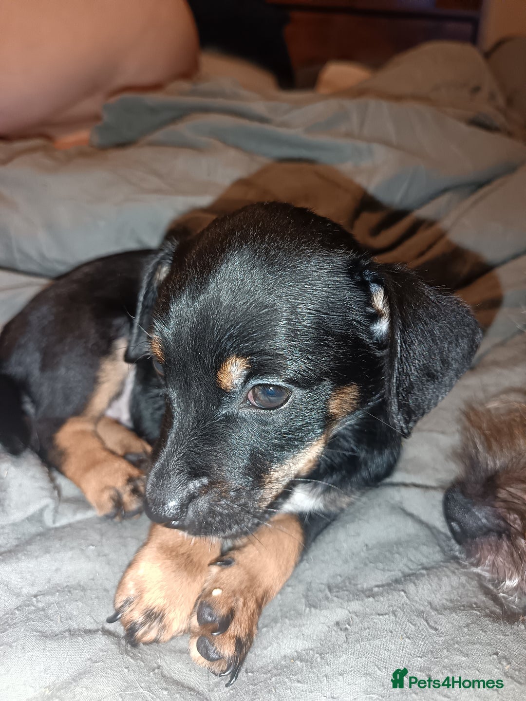 Mixed Breed dogs for sale: 4 gorgeous puppies 3 males 1 female  - Image 2