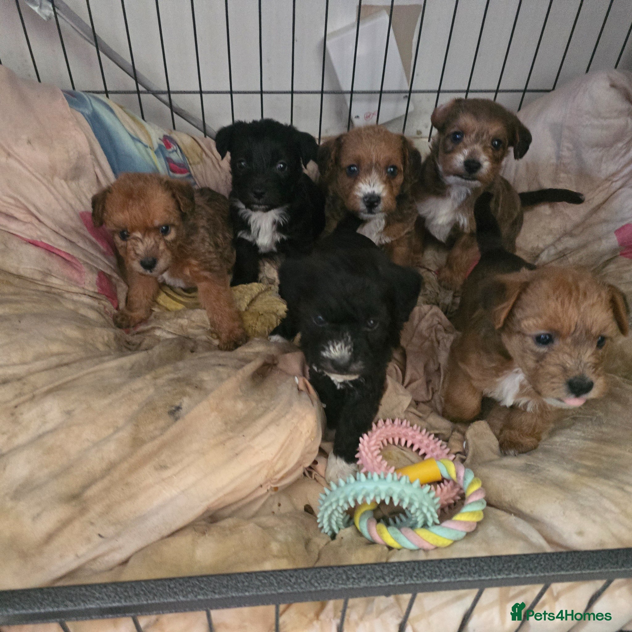 Jackapoo dogs Beautiful jackapoo puppies - Advert 7