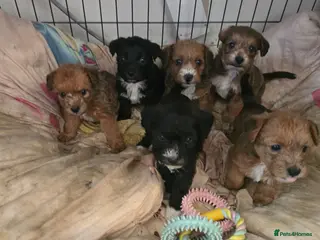 Jackapoo dogs Beautiful jackapoo puppies - Advert 7