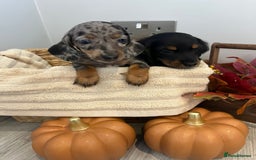 Miniature Dachshund dogs for sale: Beautiful miniature dachshund puppies  - Image 6