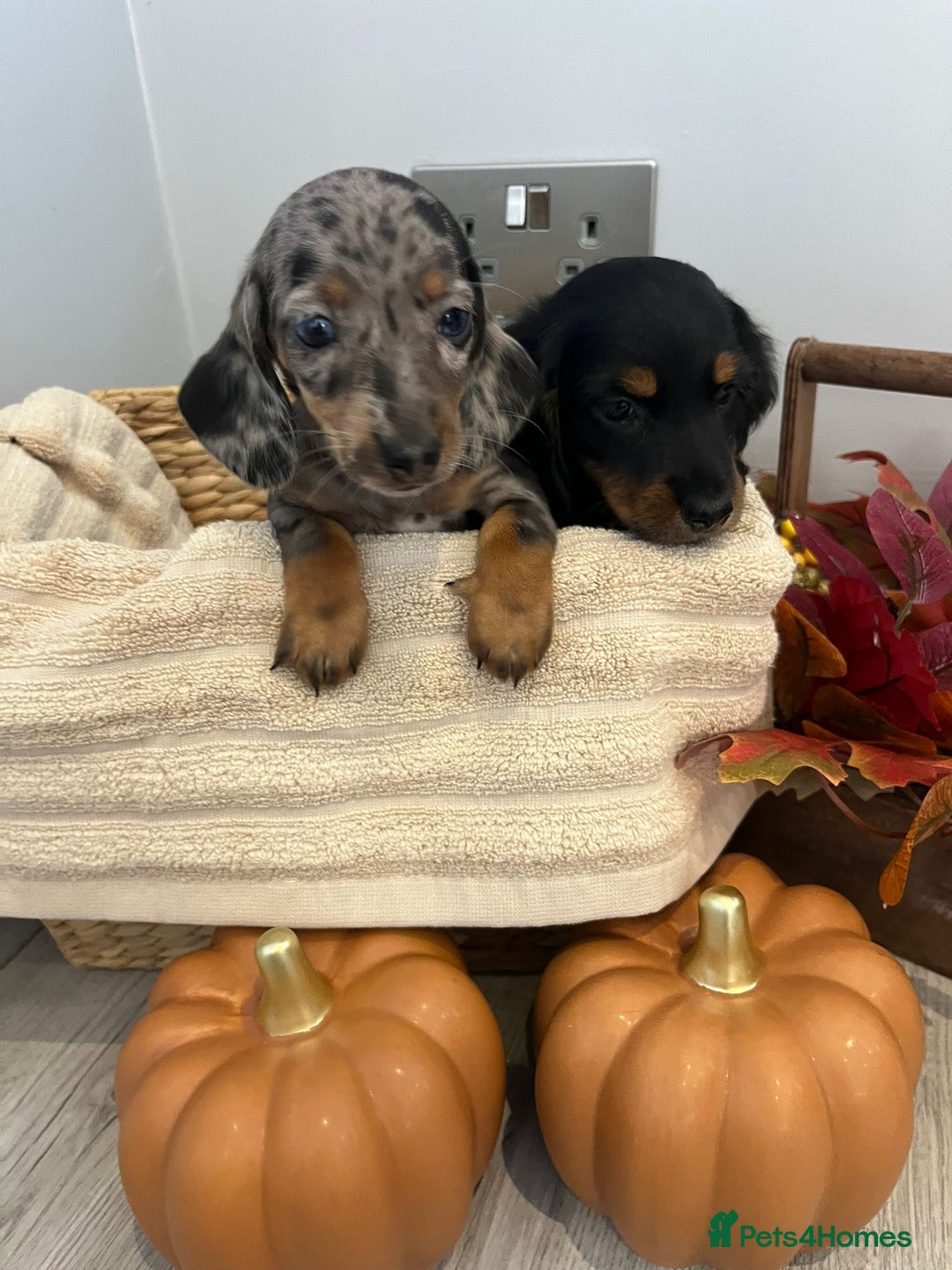 Miniature Dachshund dogs for sale: Beautiful miniature dachshund puppies  - Image 6