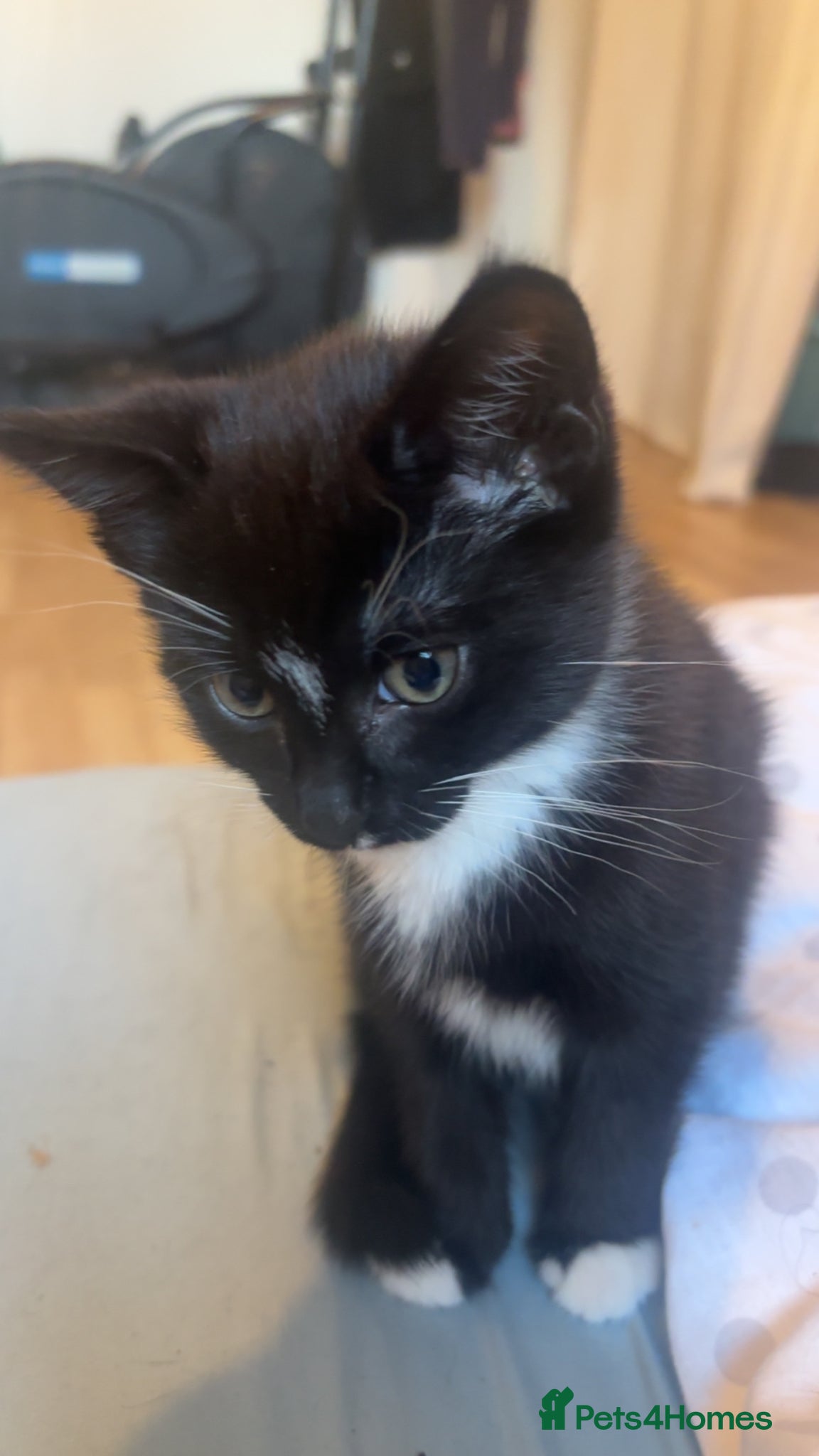 Mixed Breed cats Friendly black and white tuxedo cat - Advert 5