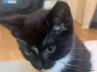 Mixed Breed cats Friendly black and white tuxedo cat - Advert 4