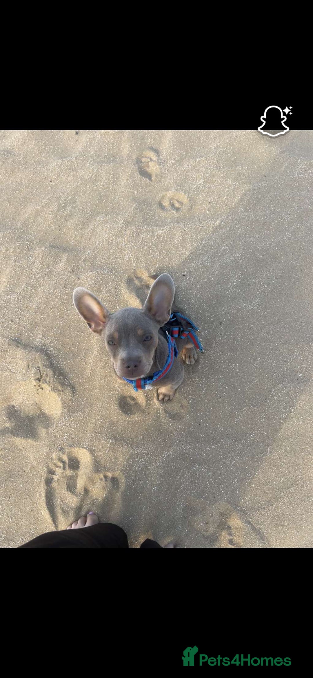 Mixed Breed dogs for sale: Our Beautiful Puppy Hudson - Image 4