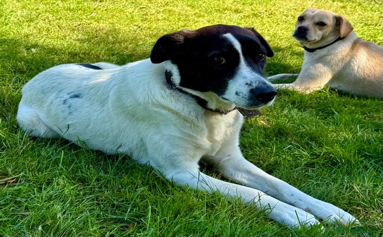 Border Collie dogs - Advert 15