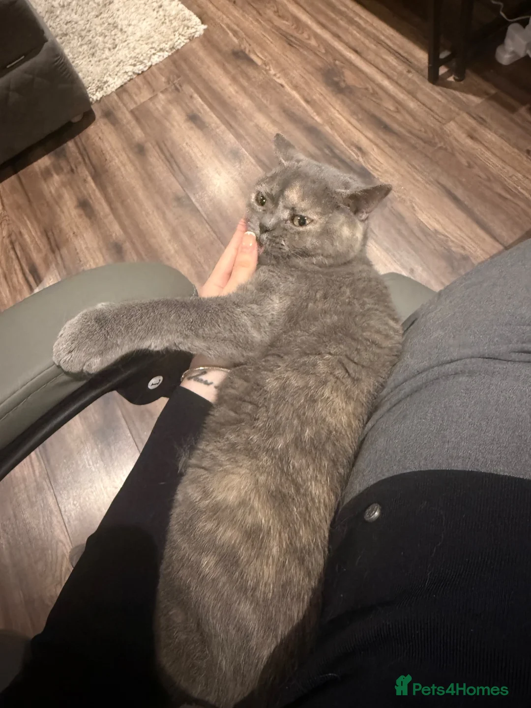British Shorthair cats for sale: Purebred British Shorthair – Fully Vaccinated - Advert 2