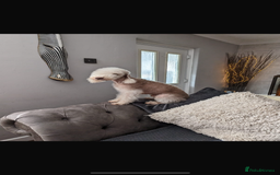 Bedlington Terrier dogs for sale: 5 pure breed bedlingtons for sale KC in Chesterfield - Image 4
