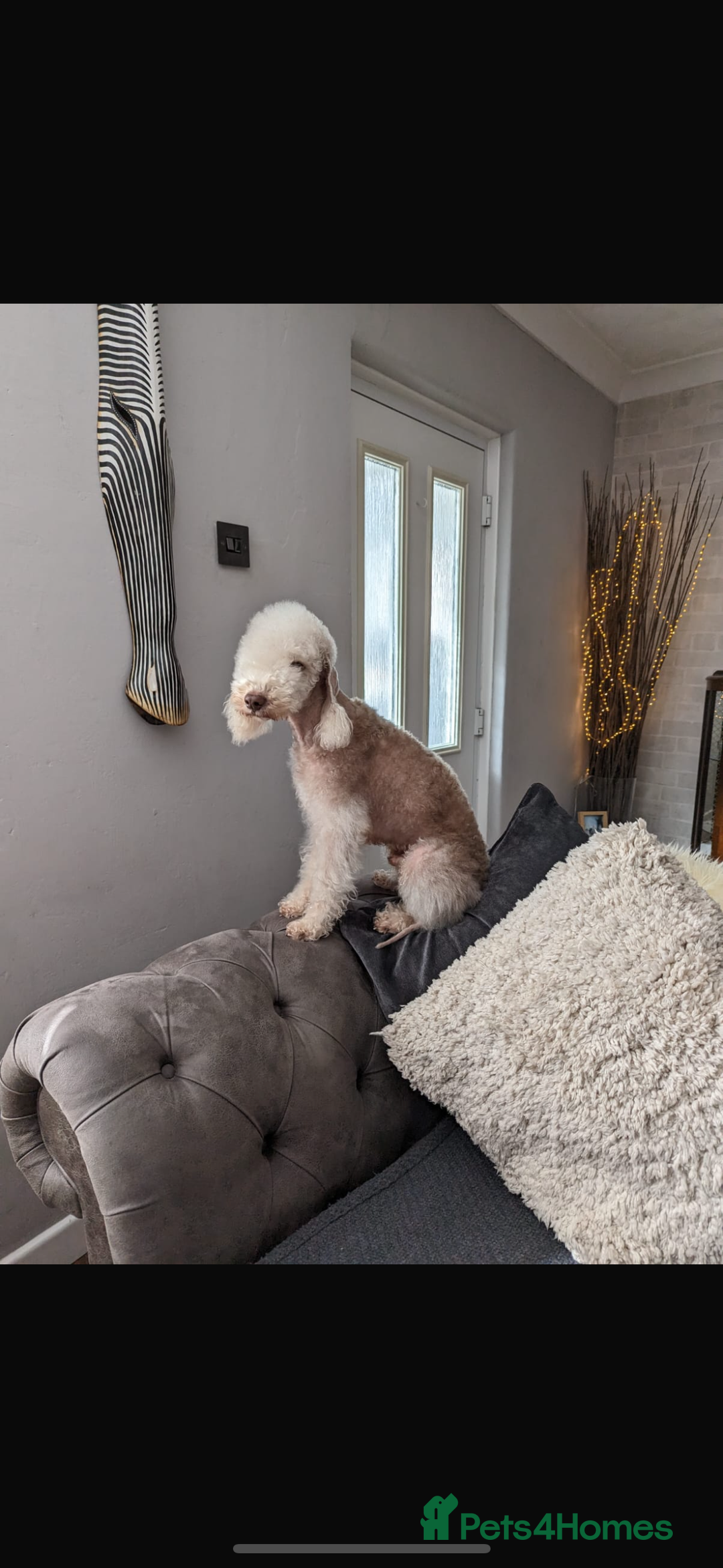 Bedlington Terrier dogs for sale: 5 pure breed bedlingtons for sale KC in Chesterfield - Image 4