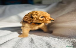 Mixed Breed dogs for sale: Australian Labradoodle Double Doodle puppies in Glastonbury - Image 16