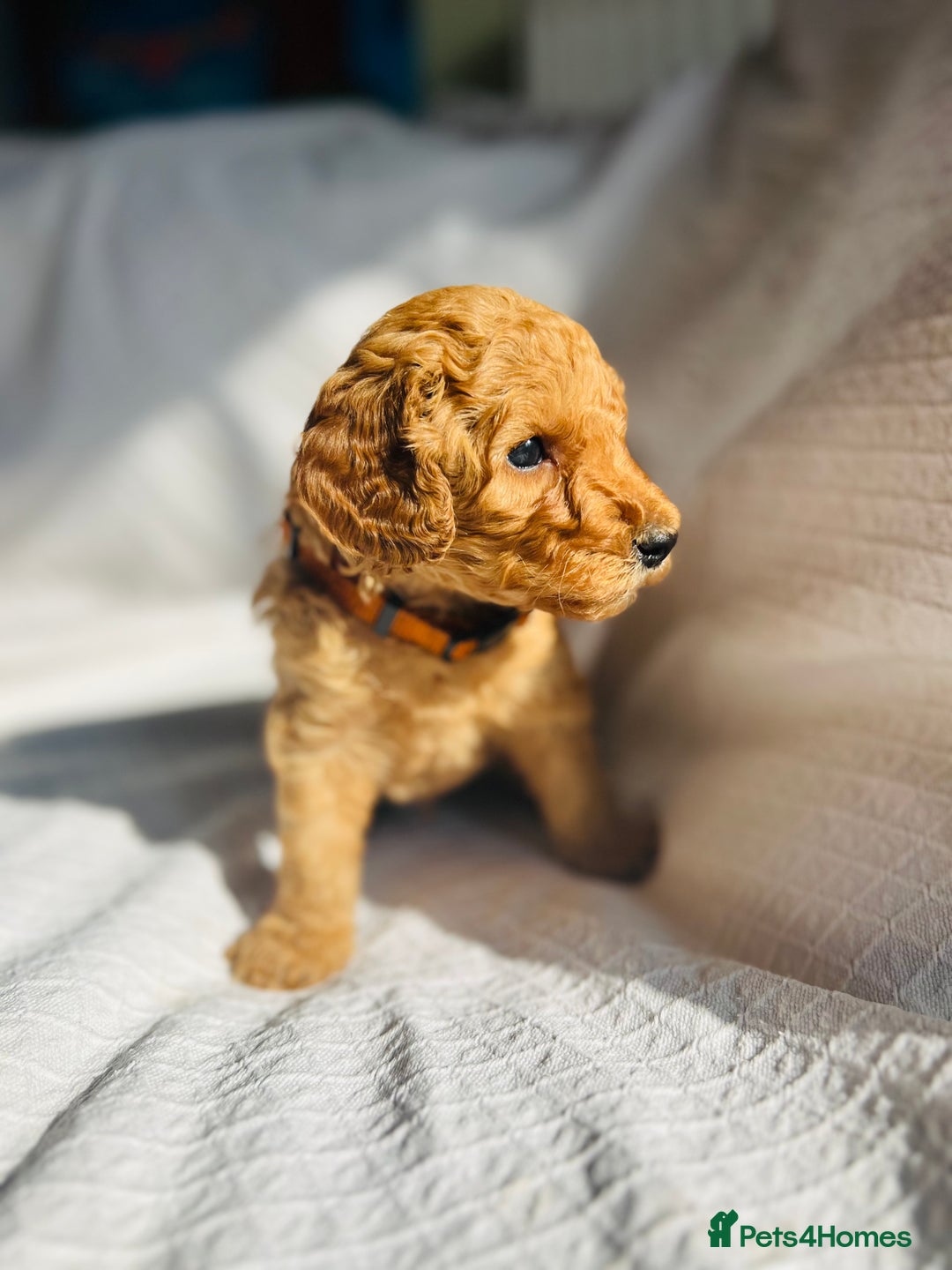 Mixed Breed dogs for sale: Australian Labradoodle Double Doodle puppies in Glastonbury - Image 16