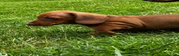 Miniature Dachshund dogs for sale: Kc reg/PRA clear mini red BOY AND GIRL - Advert 4