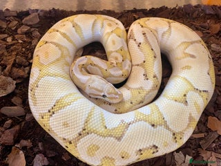 Python Snake reptiles - Advert 1