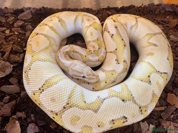 Python Snake reptiles - Advert 4