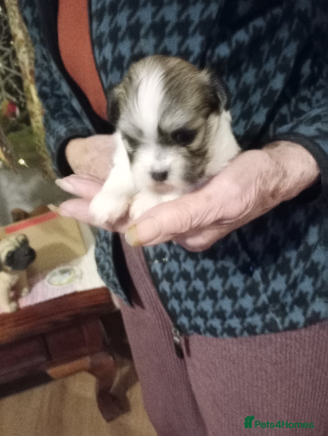 Lhasa Apso dogs for sale: LHASA APSO PUPPIES - Advert 4