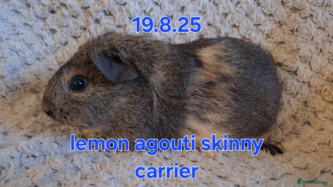 Guinea Pig rodents for sale: Skinny guinea pig boys - Image 2