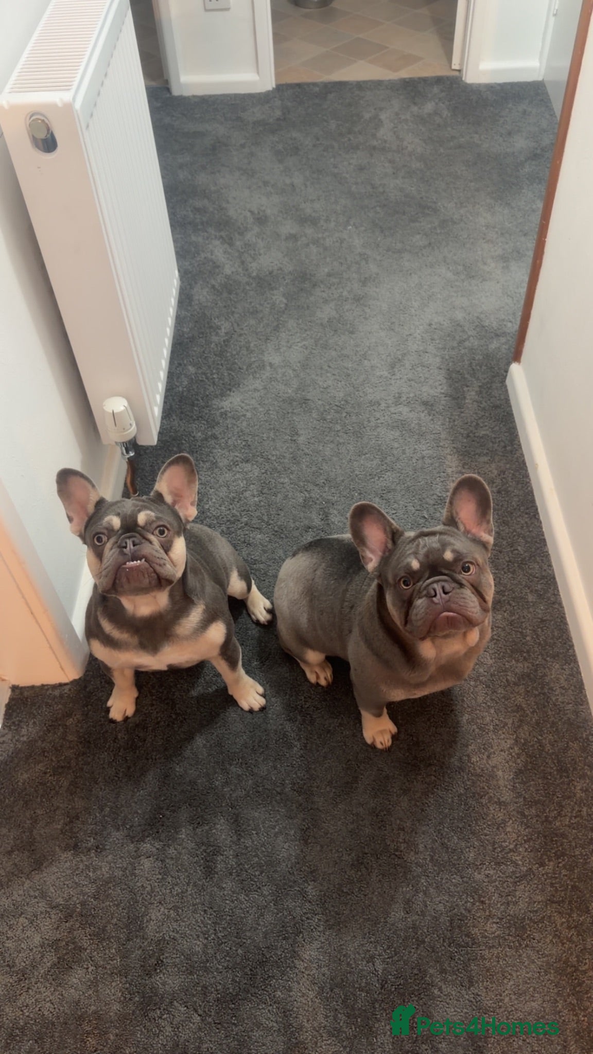 French Bulldog dogs 2 French bulldogs male and female kc registered  - Advert 1