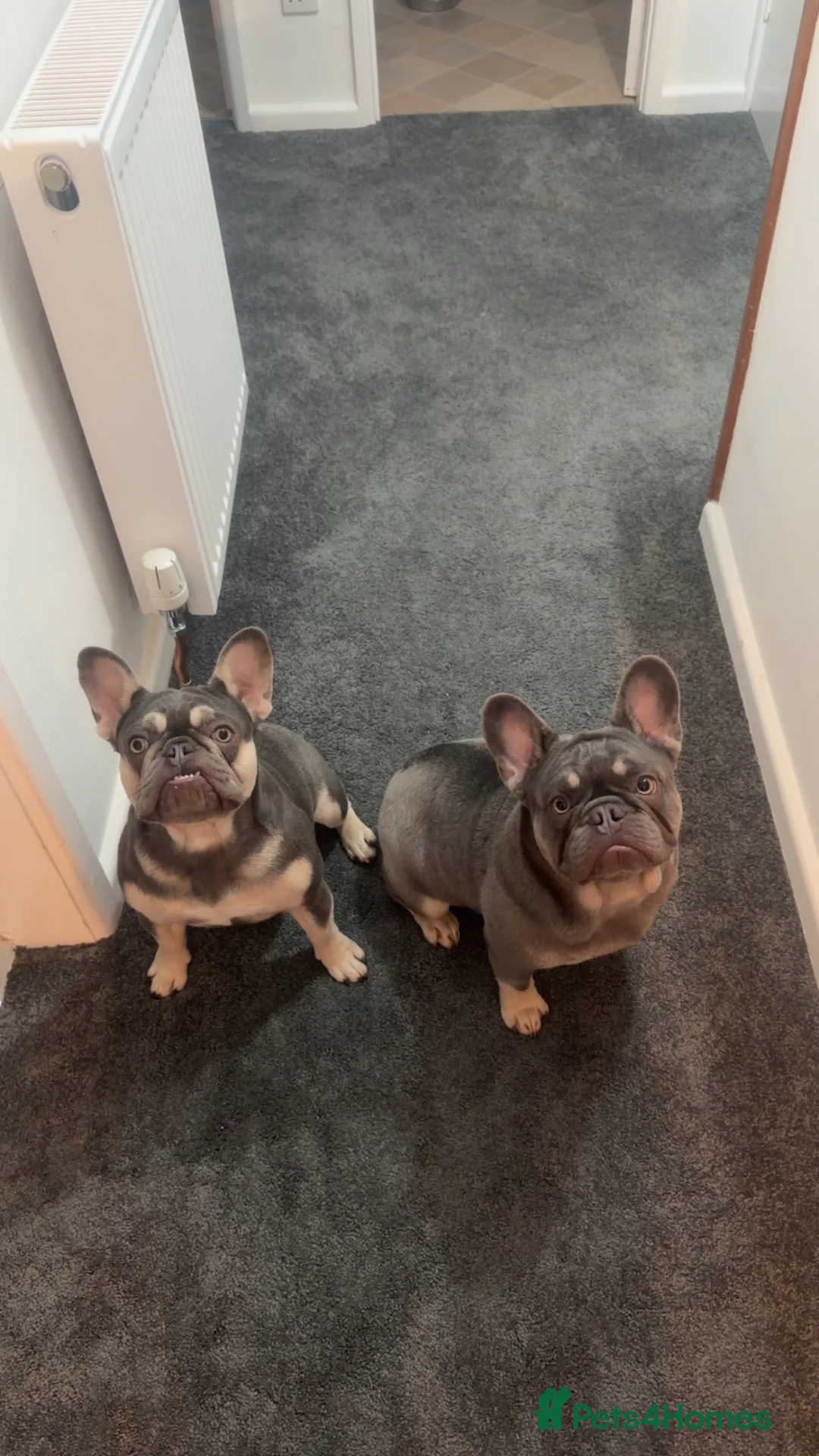 French Bulldog dogs for sale: 2 French bulldogs male and female kc registered  - Advert 1