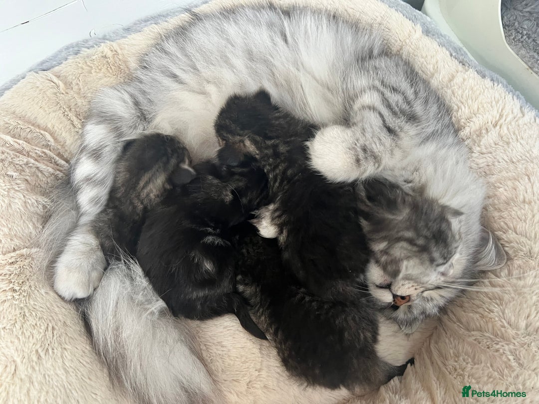 Siberian cats for sale: 🩶🩵Traditional Siberian Babies🩵🩶 - Advert 6