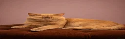 British Shorthair cats for sale: Excellently breed GCCF British Shorthair Kittens in Watford - Advert 12