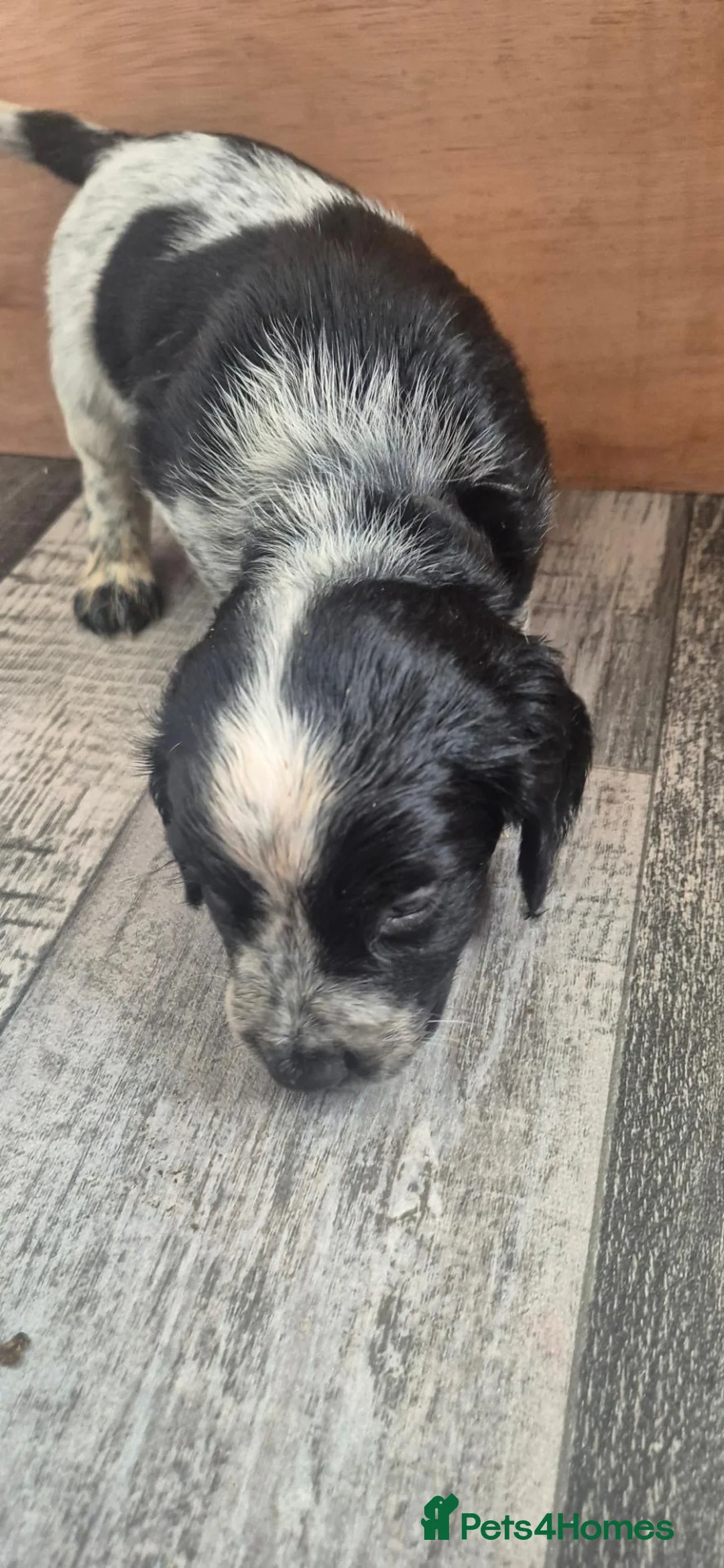 Sprocker dogs for sale: 2 F1 male sprockers ready for collection - Advert 17