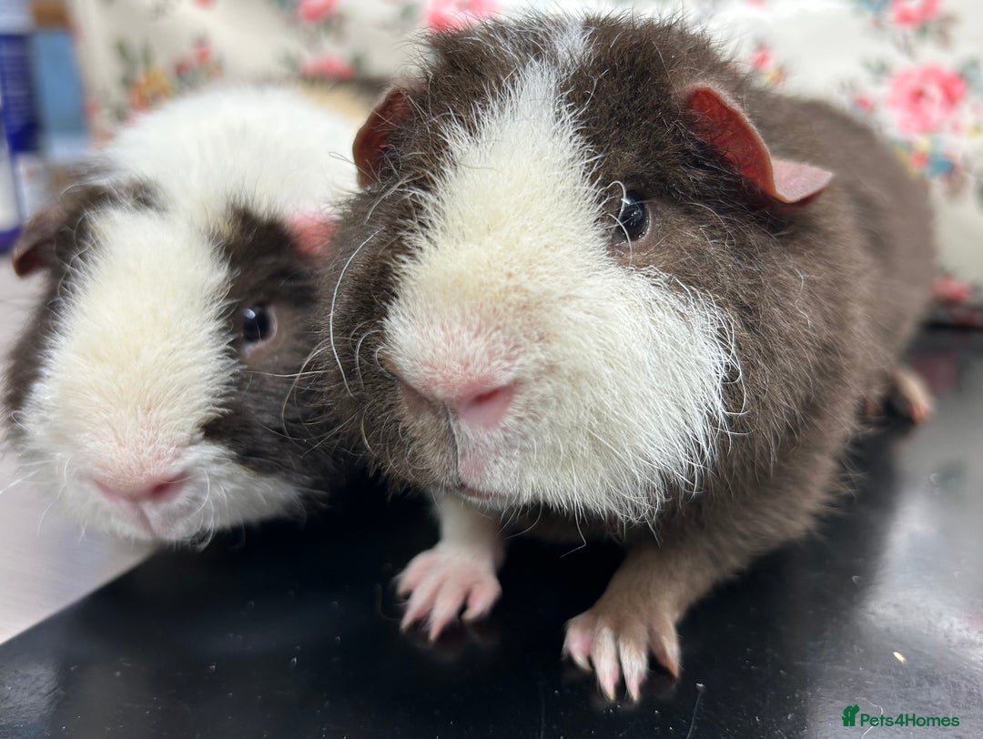 Guinea Pig rodents for sale: Teddy Guinea Pigs Available  - Advert 2