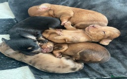 Miniature Dachshund dogs for sale: Long haired dachshund puppies   - Image 15