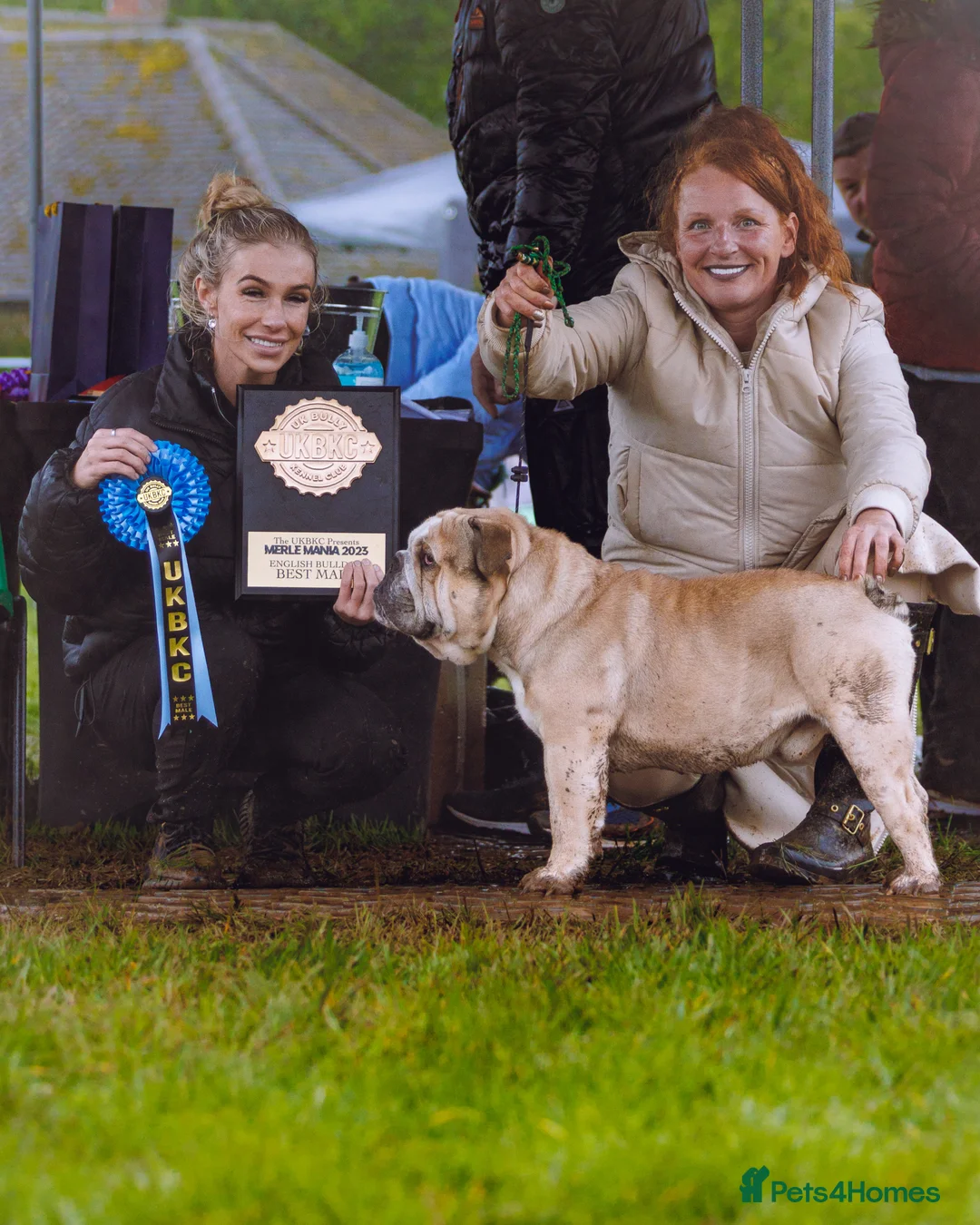 English Bulldog dogs for stud: proven bulldog stud in Hamilton - Advert 3