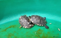 Terrapin reptiles for sale: 2 terrapins and tank.  - Image 1