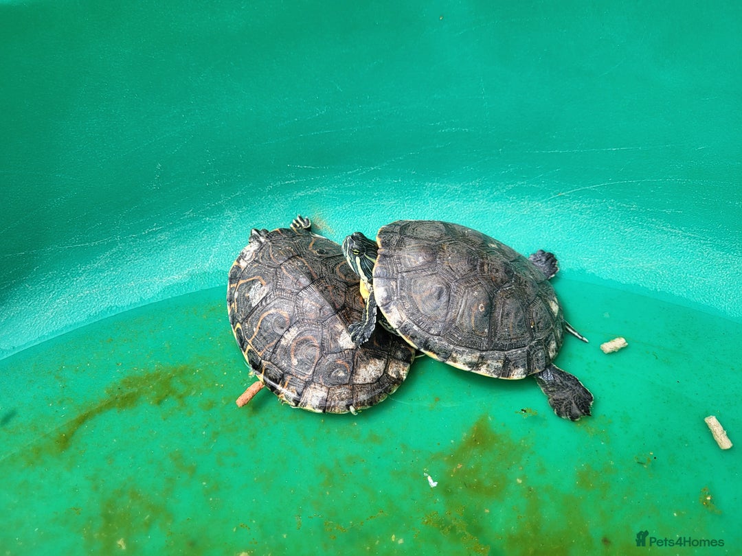 Terrapin reptiles for sale: 2 terrapins and tank.  - Image 1