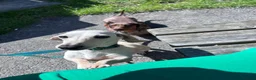 Miniature Dachshund dogs for sale: Cream ******  in Sunderland - Advert 3