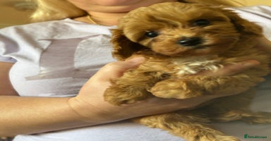 Cavapoo dogs - Advert 3