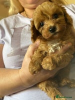 Cavapoo dogs - Advert 3
