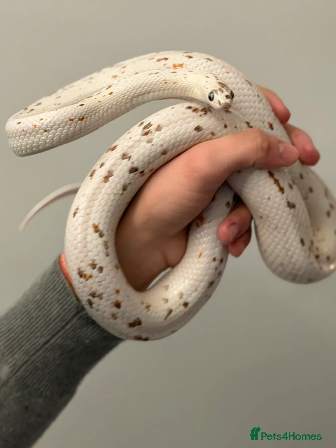 Corn Snake reptiles for sale: Corn Snake, male, Palmetto - Advert 2