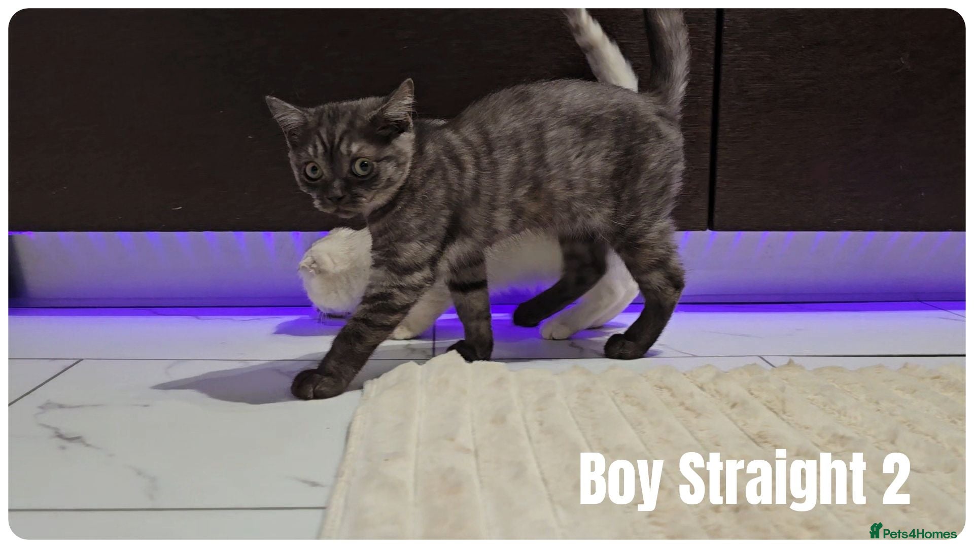 Scottish Fold cats Scottish Fold Kittens - Advert 1