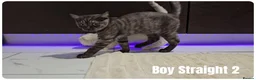 Scottish Fold cats for sale: Scottish Fold Kittens - Advert 12