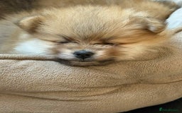Pomeranian dogs for sale: Pomeranian puppies  - Image 3