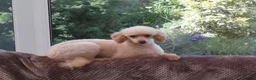 Toy Poodle dogs for sale: Stunning red girl toy poodle  - Advert 3