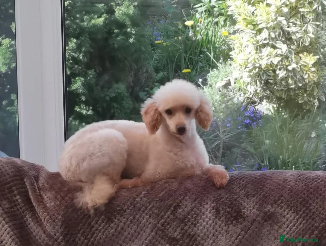 Toy Poodle dogs for sale: Stunning red girl toy poodle  - Advert 3