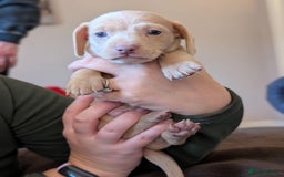 Miniature Dachshund dogs for sale: 4 beautiful boys PRA clear - Image 7