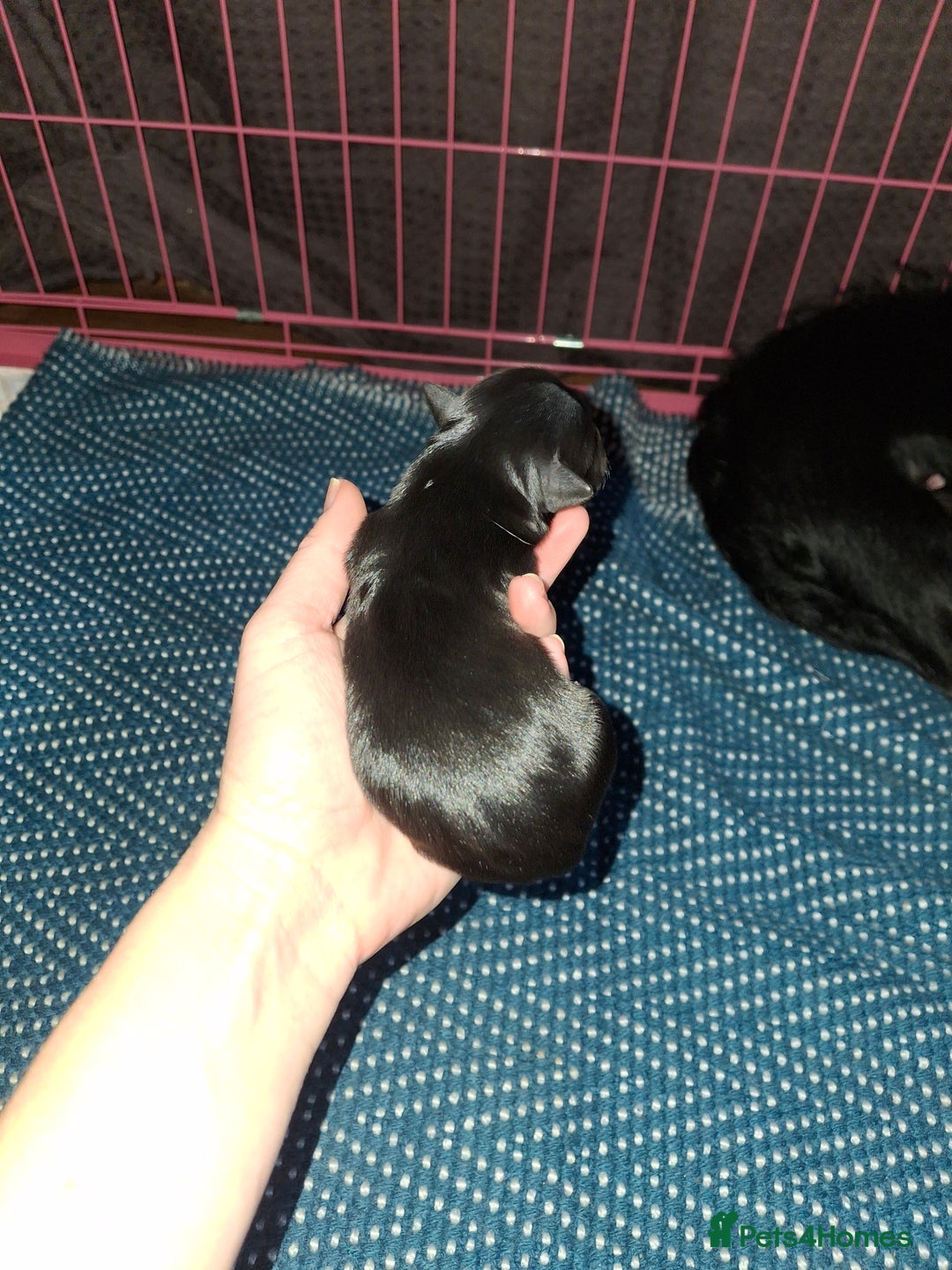 Patterjack dogs for sale: Patterdale/Jack Russell pups for sale 2 boys left - Advert 8