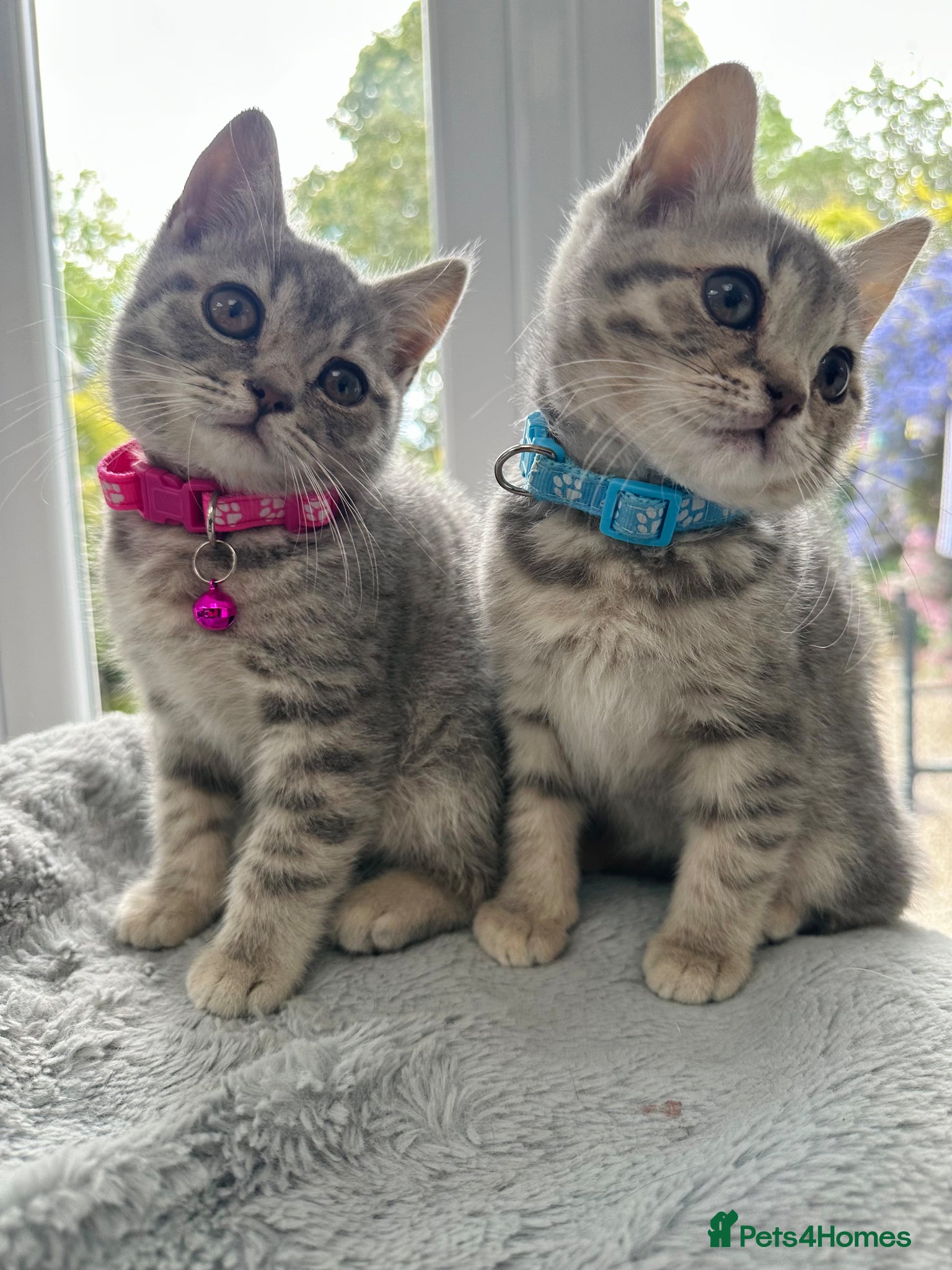 British Shorthair cats BSH Girl & Boy Beautiful Grey Stripe Kittens - Advert 1