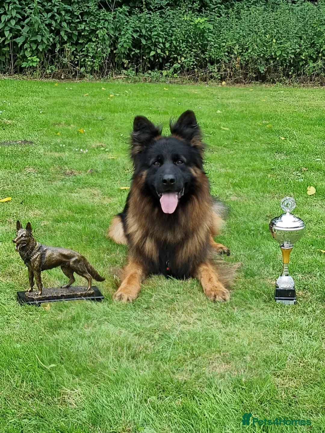 German Shepherd dogs for sale: OUTSTANDING long coat female puppy READY NOW - Advert 1