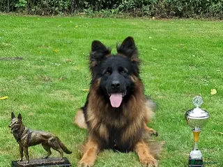 German Shepherd dogs OUTSTANDING long coat female puppy READY NOW - Advert 18