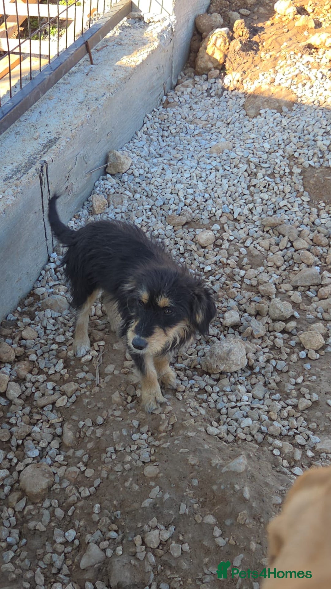 Mixed Breed dogs for adoption: Terrier Mix, 1 year Old Leyla is Ready for Adopt - Advert 7
