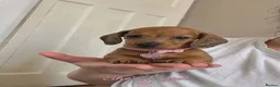 Dachshund dogs for sale: Beautiful dachshund puppies - Advert 3