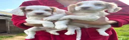Cocker Spaniel dogs for sale: 6 GORGEOUS COCKER SPANIEL PUPS - Advert 14